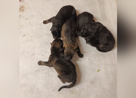5 Reinrassige Schäferhundwelpen   abzugeben