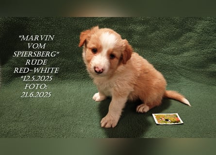 Border Collie-Welpen , black-,choco-,red-white und red-,black-merle
