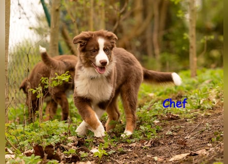 Australian Shepherd Welpen Rüden, ASCA