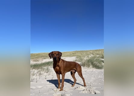 Rhodesien Ridgeback Deckrüde