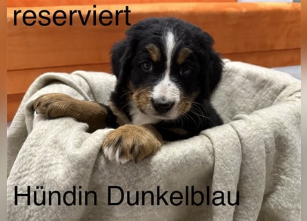 Berner Sennenhund Welpen reinrassig