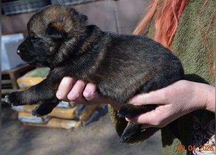 Dunkelgraue Schäferhunde aus Kör-u.Leistungzucht