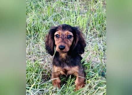 Kaninchen/Zwerglanghaar Dackel