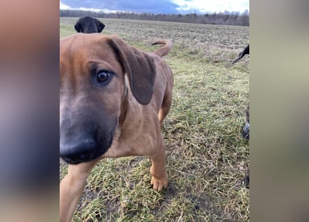 Rhodesian Ridgeback Malinois Welpe sucht seine Familie