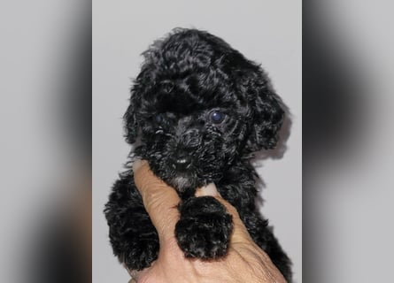 ZWERGPUDEL / TOY 2 männlich braun tan 1 schwarzes Mädchen 1 black tan Mädchen