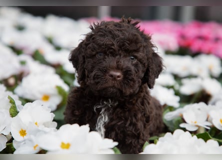 Lagotto Romagnolo Welpen, 6 Welpen suchen ein Zuhause