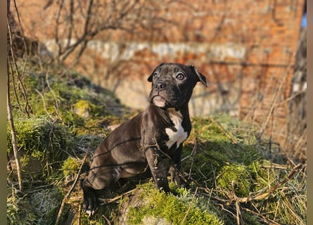Old Englisch Bulldog /  Bully Welpen Hündin !