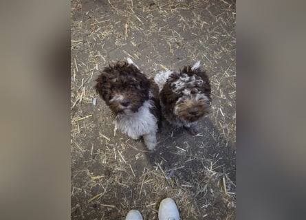 Lagotto Romagnolo Welpen, 4 Hündinnen suchen ein Zuhause