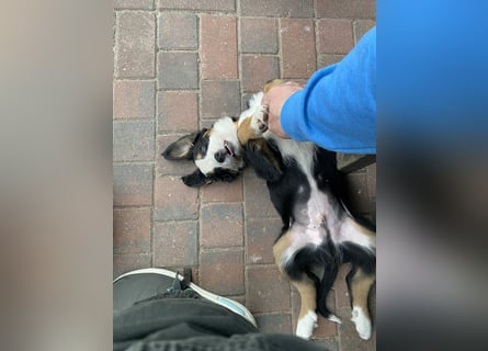 Sehr Liebe Hunde Appenzeller Sennen