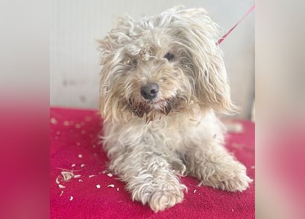 (R) ❤️ superliebe kleine MIMI - 7 Jahre, 30cm - Havaneser-Mix