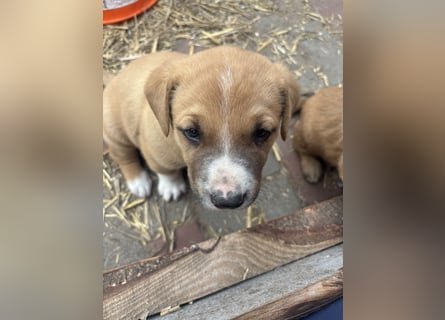 Labrador x Rhodesien Ridgeback Welpen