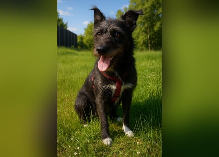 Süsse Phoebe sucht ihr Für-Immer-Zuhause!
