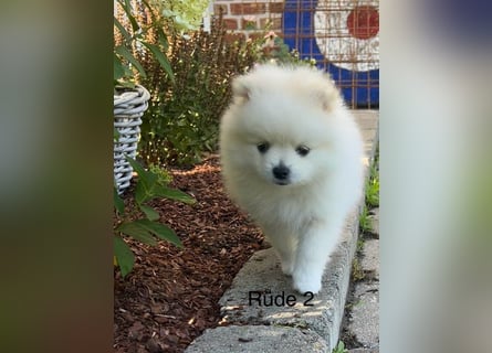 Pomeranian Zwergspitz Welpe
