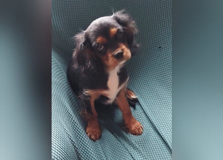 Kavalier king charles spaniel Welpen