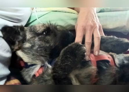 Mona – kleine Herzenshündin sucht ihr Für-immer-Zuhause