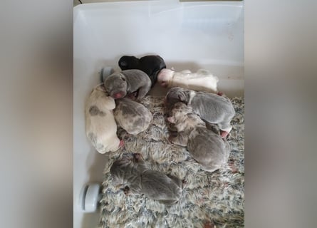 Süsse Frenchies werden in ca 8-12 Wochen nach der Geburt abgegeben