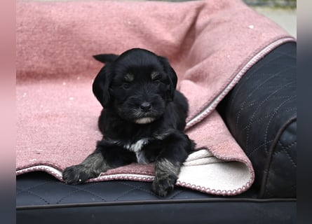 bezaubernde Tibet Terrier Welpen aus liebevoller Zucht dürfen Ende Juli ausziehen..