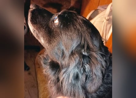 ungar. Zamperl MOLLY - 8 Jahre, 35cm/9,8kg - kleiner Mischling