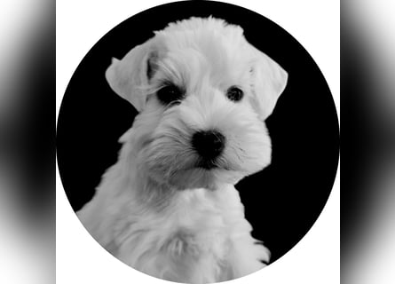 American Schnauzer
