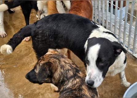 Milla - Gute-Laune-Hund wartet auf Sie