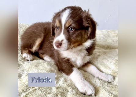 Australian Shepherd Welpen braun/redtri (Minimix/Reinrassig)+ Gesundheitszeugnis