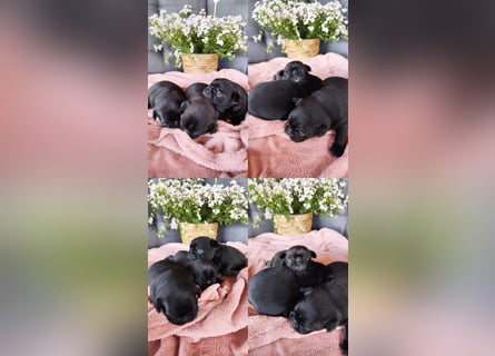 Mops Altdeutsche Mopszucht