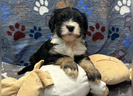 Tibet Terrier Welpen