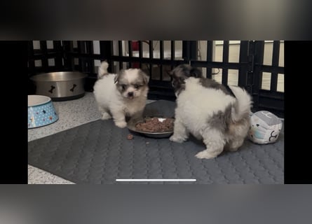 Maltipoo - Welpen - Rüden und Hündin