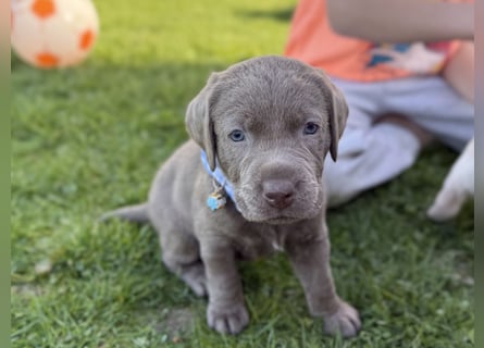 Labrador Welpen Rüde Silber