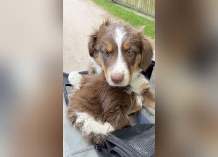 1 kleine Australian Shepherd Hündin( Welpe) braun/redtri (Minimix/Reinrassig)+ Gesundheitszeugnis