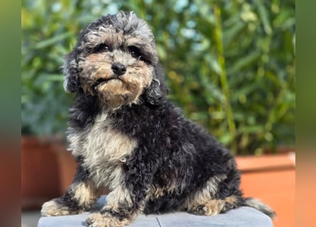 Cavapoo welpen