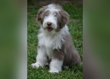 · BEARDED COLLlE WELPEN  · Ein faible für das Besondere!