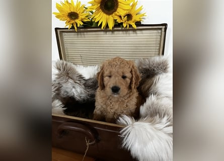 Goldendoodle F1 medium