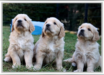 Golden Retriever Welpen vom Thüringer Wald