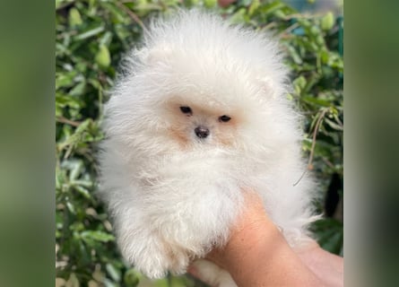 Pomeranian Zwergspitz