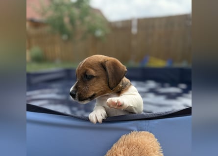 Jack Russel Terrier Welpen mit Stammbaum