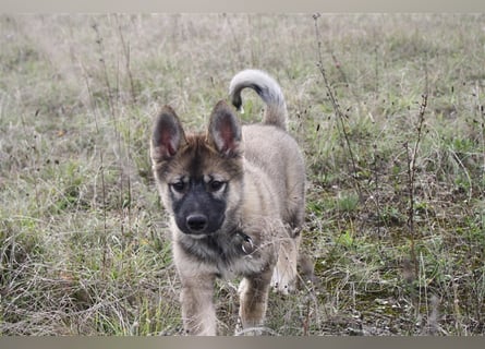 Eurasier - A. Malamute Hybrid-Welpe: Hündin, Name: Ajuma