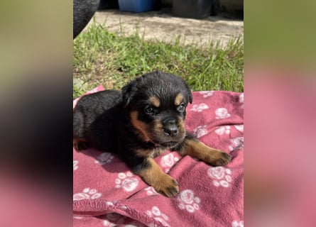 Reinrassige Rottweiler Welpen , Sportliche leistung Zucht