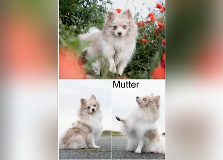 Reinrassige Pomeranian (Zwergspitz) Teddy-Hündin ab sofort abzugeben
