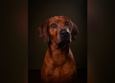 Rhodesien Ridgeback Deckrüde