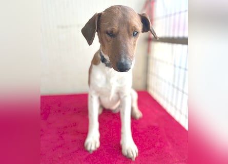 ❤️ PEPE braucht viel Liebe - 2 Jahre, 38cm/7kg - Foxterrier