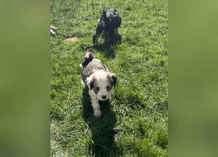 Tibet Terrier Hündin