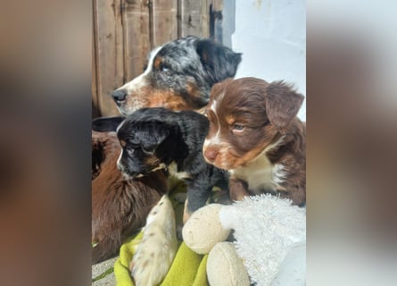 Hübsche Aussie Welpen