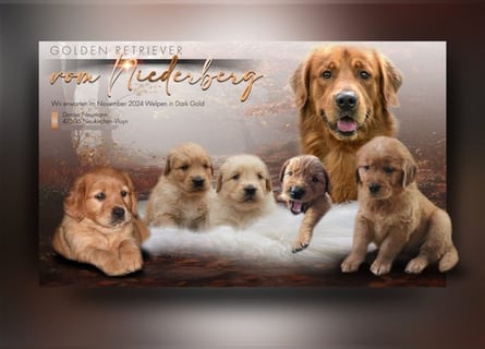 Wunderschöne reinrassige Dark Golden Retriever Welpen.Goldpfötchen suchen eine liebevolle Fam.