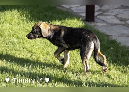 Timmy, Adam und Ajax suchen ein Zuhause