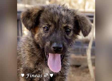Fiona und Fineas suchen ab Anfang August ein Zuhause