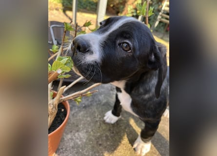 Cane Corso - Dogo Argentino Mischlingswelpe Hündin