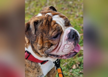Big Boy Bruno Vom Örmser Bahnhof sucht sein Zuhause