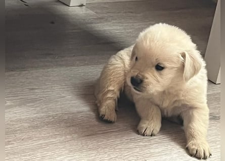 Golden Retriever Welpen abzugeben