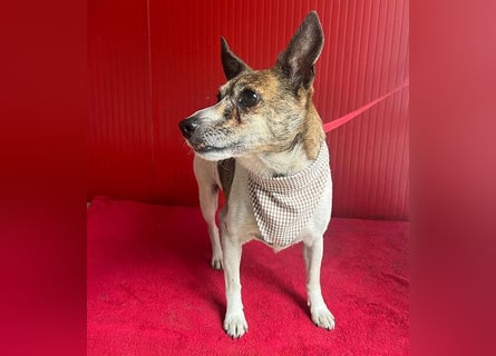 ❤️ liebenswerter kleiner TRÜFFY - 7 Jahre, 30cm/9kg - Mischling